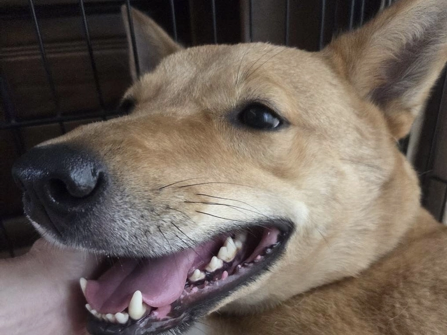 犬達頑張っています。譲渡会報告