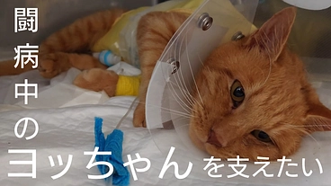 【闘病中】元野良猫ヨッちゃんの猫生を支えたい のトップ画像