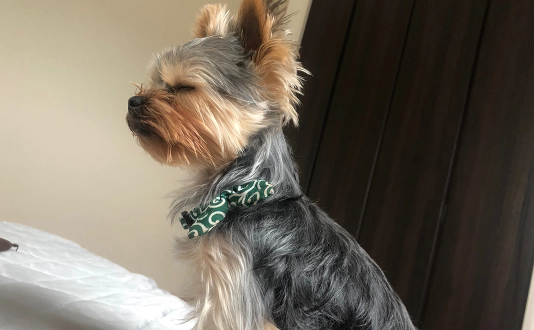 1.感謝のメールと豆太郎の写真