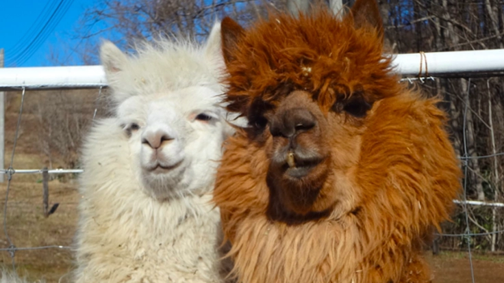 日本最北に暮らすアルパカへ、暑さをしのぐ快適な日よけを!