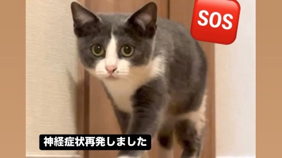 ステロイド　投薬スタート