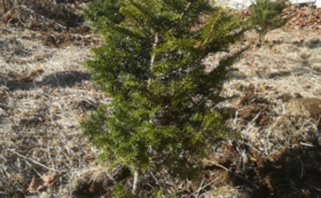 山梨より、もみの木をお届け