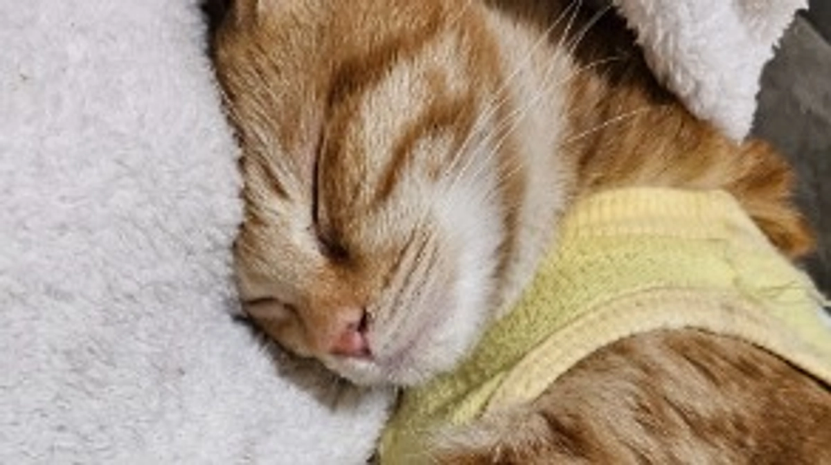 避妊手術を終えたピニャ