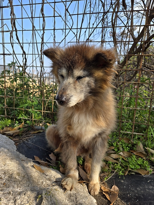 あと3日で終了｜止まらない行政の野犬捕獲と殺処分対象の命
