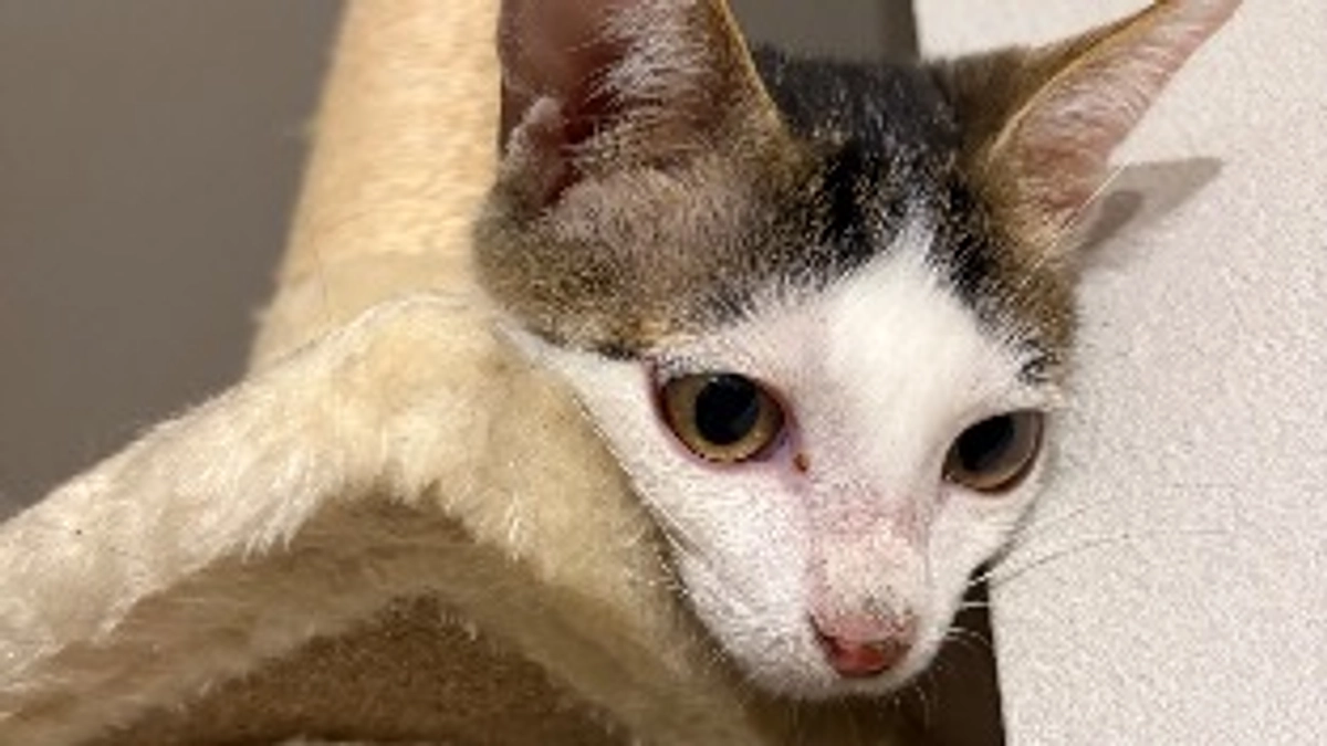 ごまさんのその後⑥