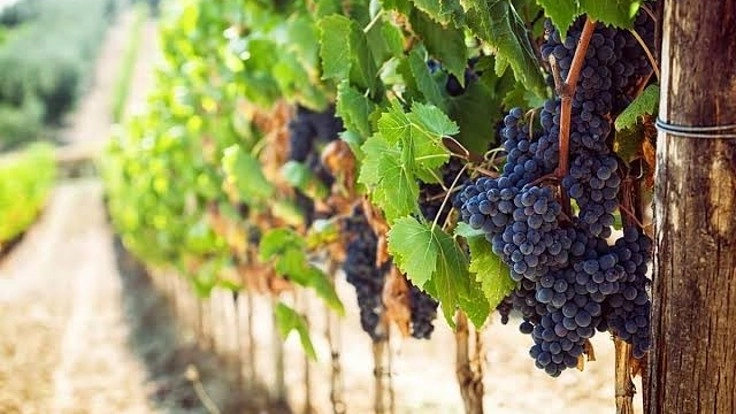 日本のワイナリーを応援しながらもっとワインを楽しむために！