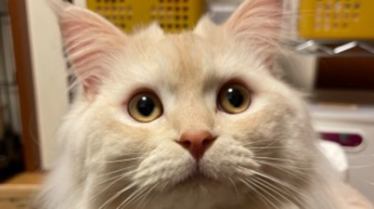 今日のトキ☁️☔️