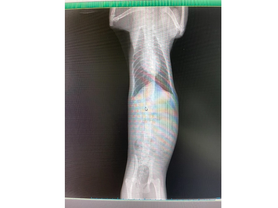 最後の血液検査💉ねるちゃん大泣き😿