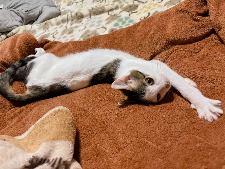 ごまさんのその後①