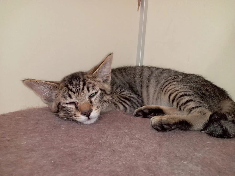 子猫4匹のウィルス検査とワクチン接種を行いました。14匹全てエイズ白血病陰性です。