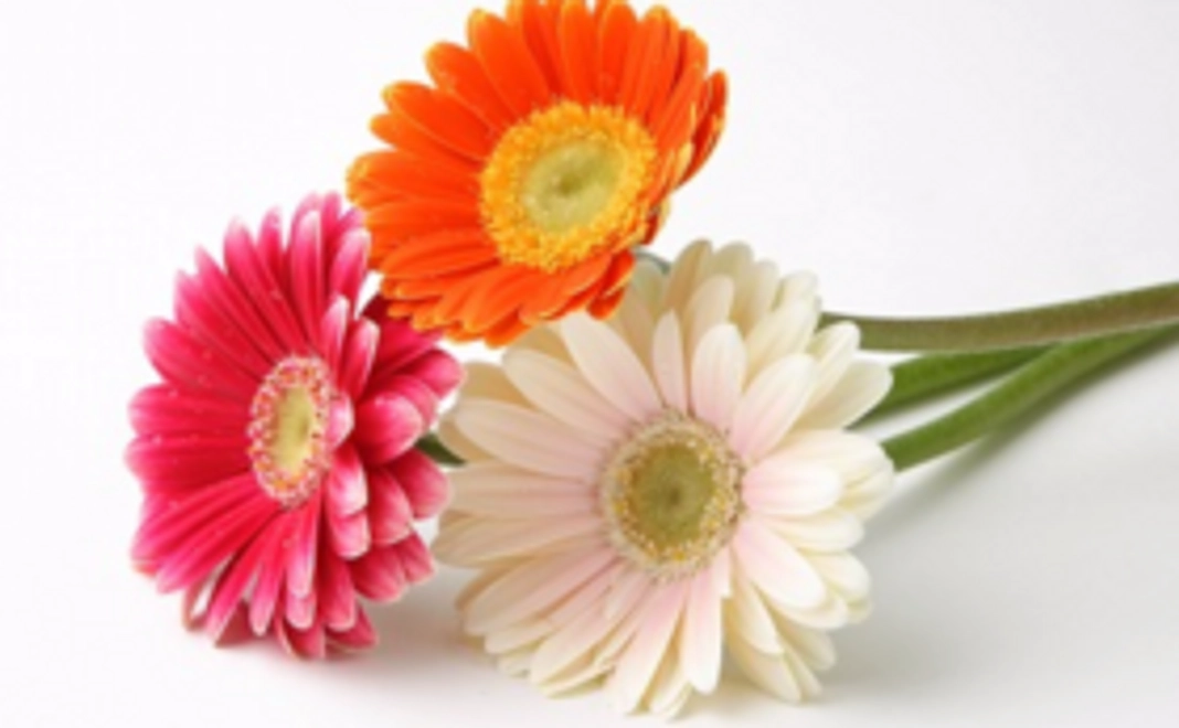 プロジェクト応援プラン〜5000円〜