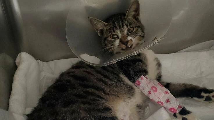 事故にあって両脚骨折、骨盤骨折したノラネコ(じじ)を助けたい