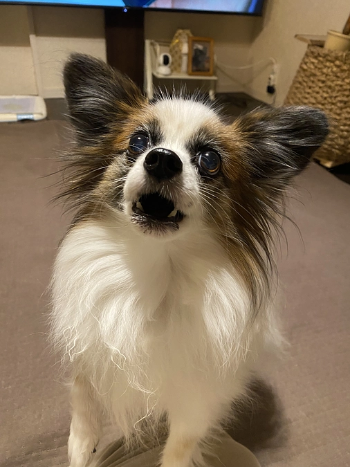 🌼*･本日10日15時よりインスタライブをさせていただきます🌼*･