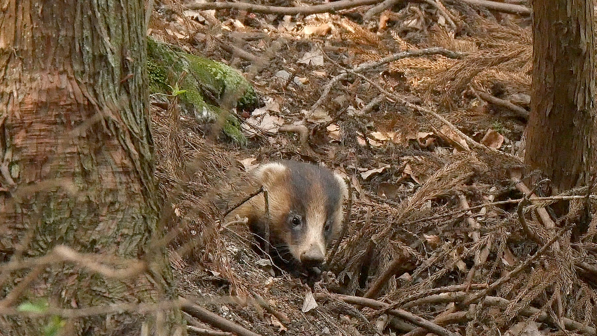 丘の上のアナグマハウス