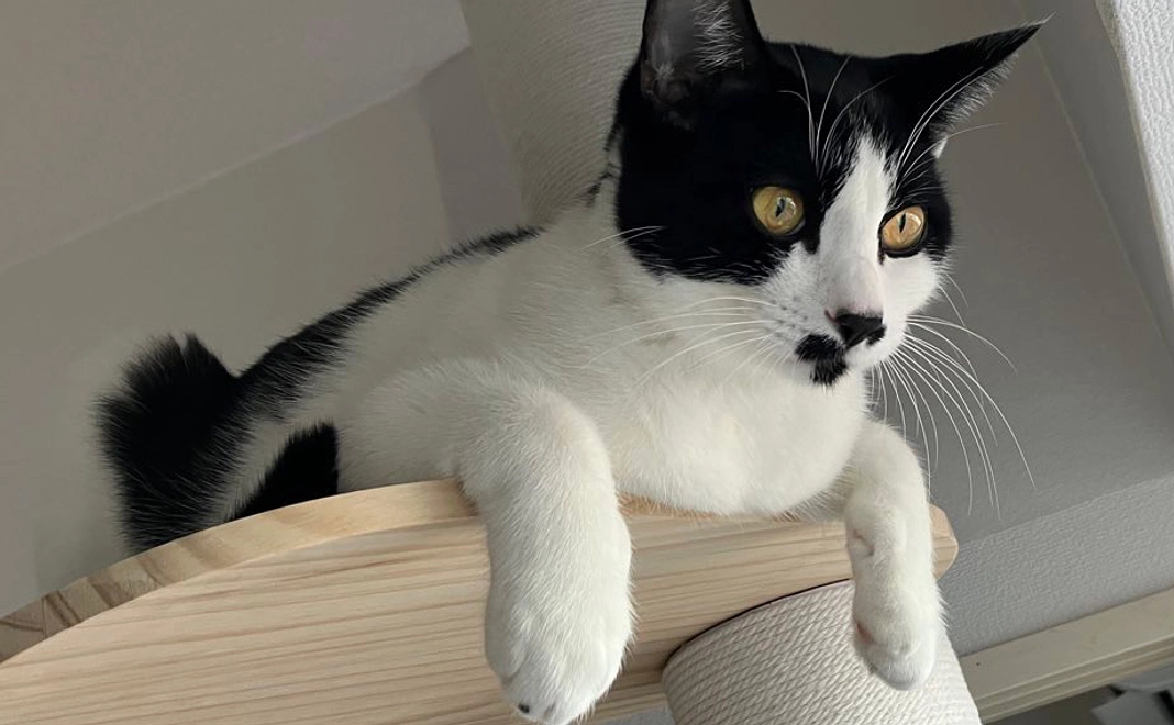 シドちゃん応援プロジェクト【治療後の写真とお礼のメール】