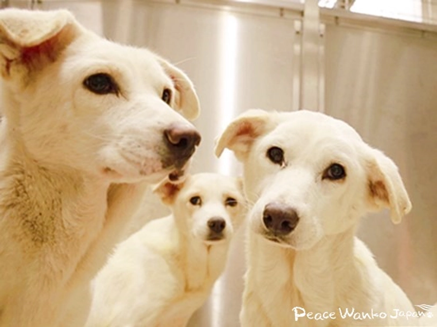 ガリガリで保護された多頭飼育崩壊のワンコたち