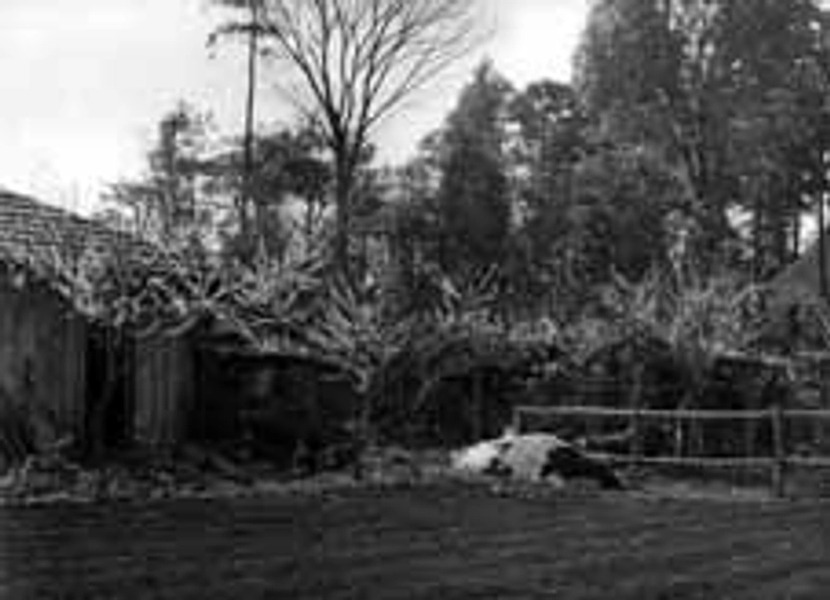 酪農のメッカだった？東京酪農の歴史