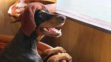 拡張型心筋症と闘う愛犬のために、ご支援をお願いします！ のトップ画像