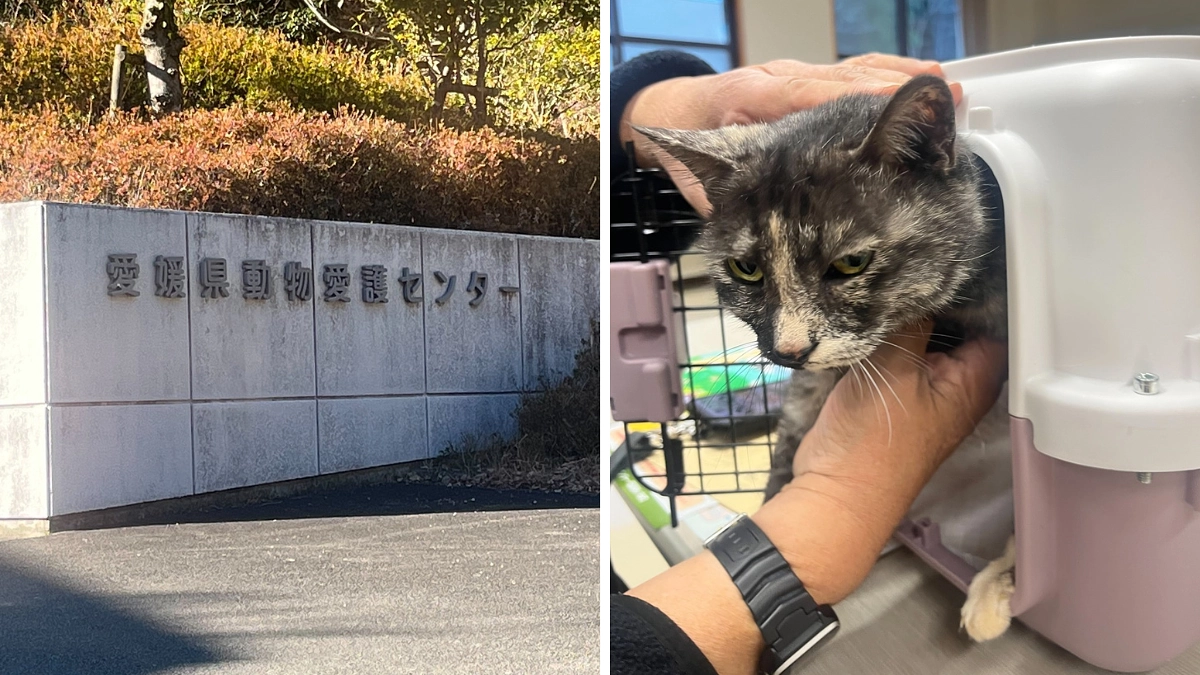 急遽センターへ。飼い主さんが見つからなければ殺処分されてしまう命を救いにいきました