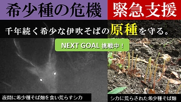 千年前から継承される希少な在来種そばの原種を守り続けてきましたが… のトップ画像