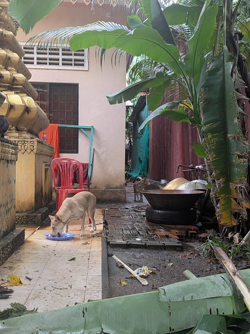 毎日、通りに住むドッグや４つのお寺を回り食事支援