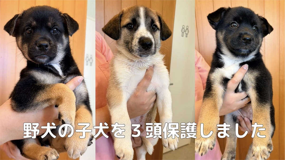 野犬の子犬を３頭保護しました。