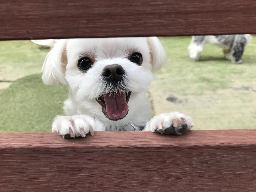 8/17パフ太の元気な時のお話です😊