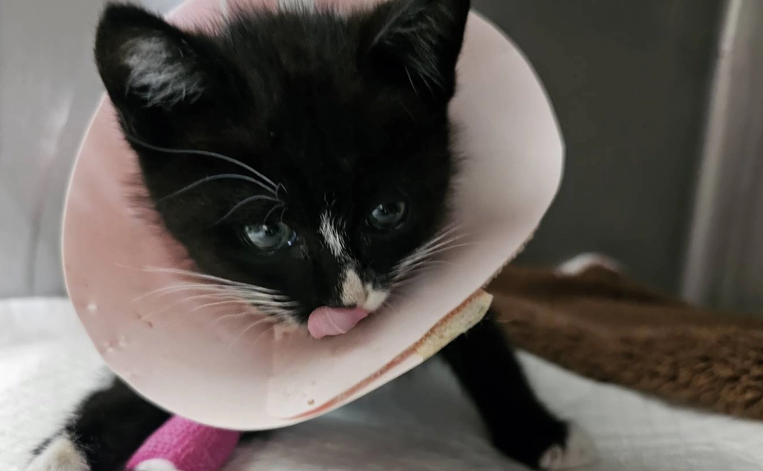 きゅうちゃん支援1