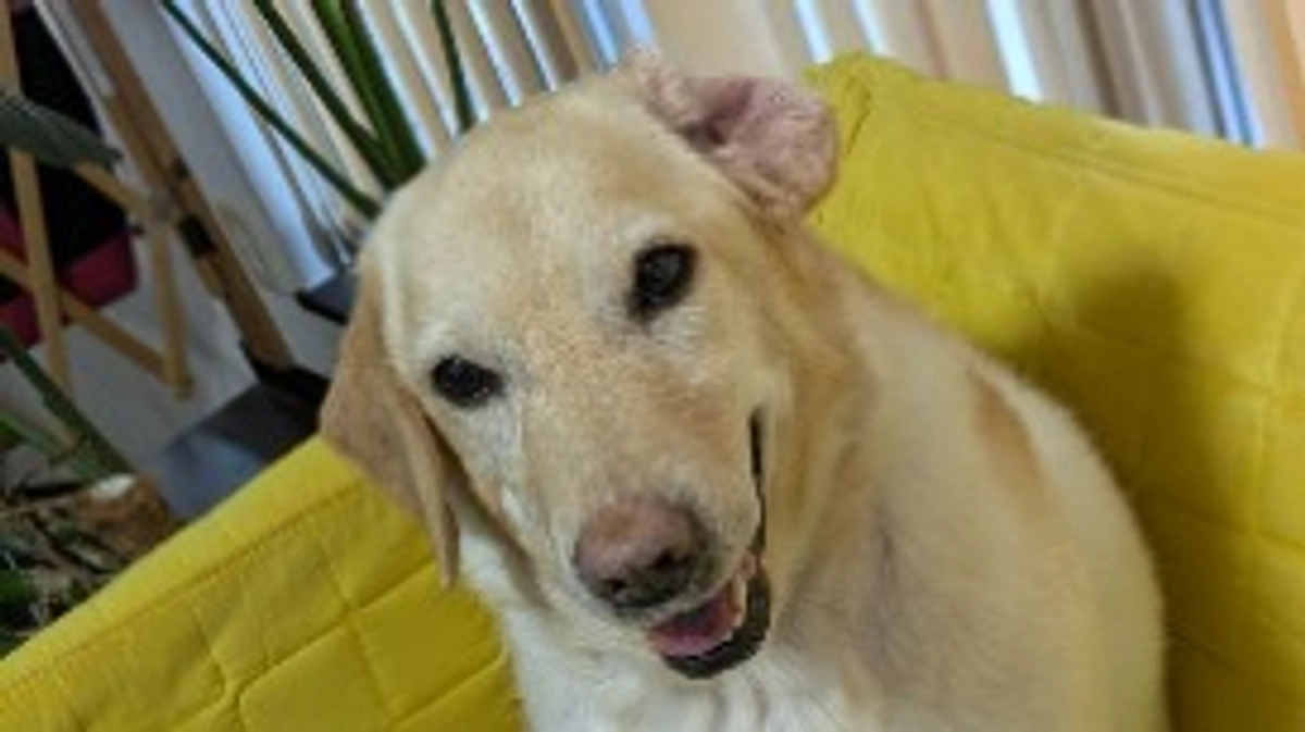 抗がん剤治療8週目…延期