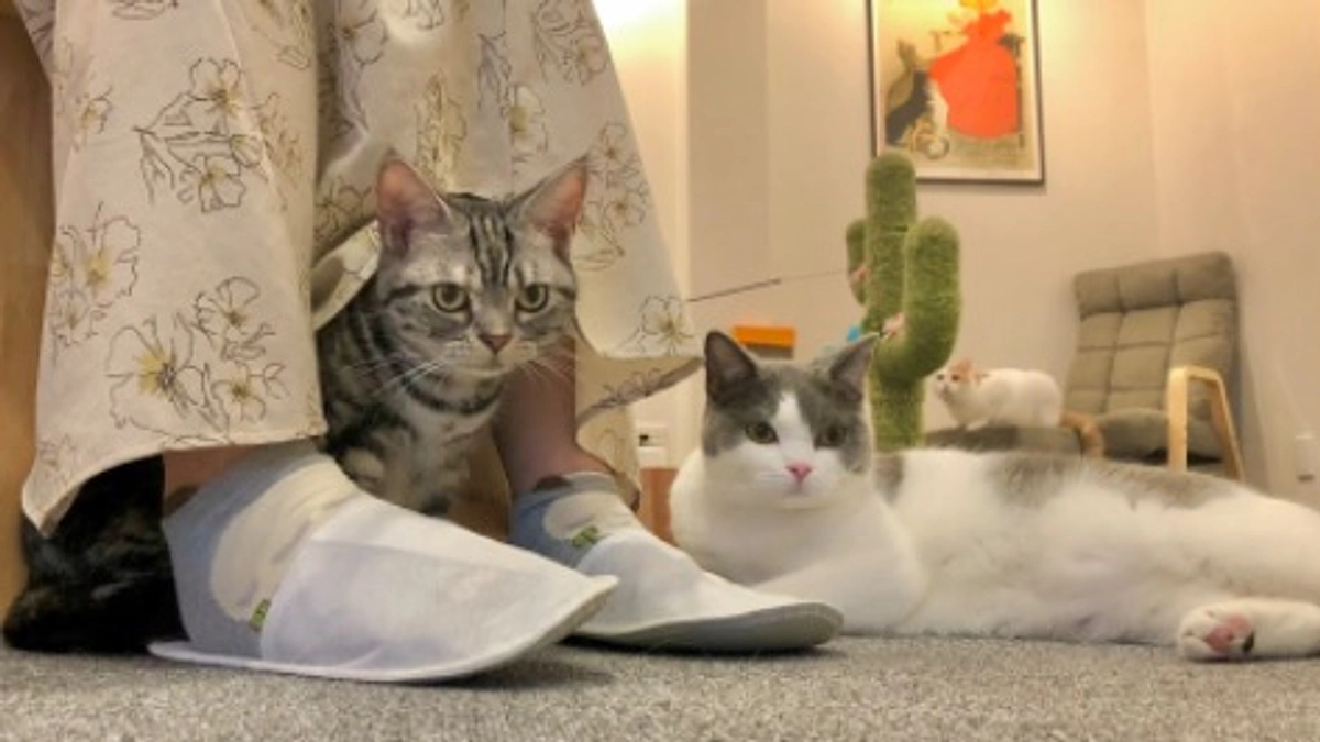 近くの保護猫ハウスへ