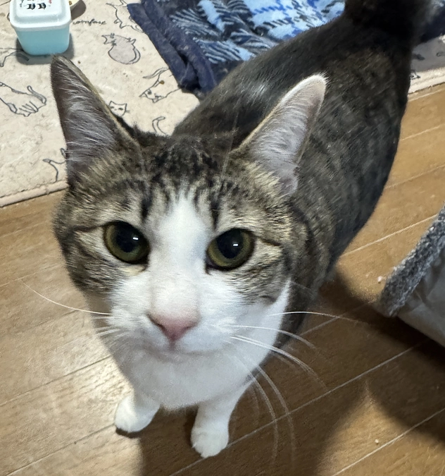 《14匹目》アンバランスサーちゃん【猫紹介】