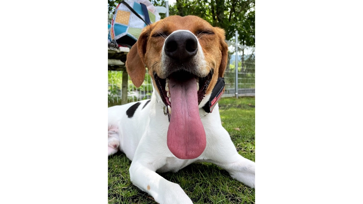 里親様の大久保 利彬 様（愛犬：ポキ男）より応援メッセージを頂戴致しました！