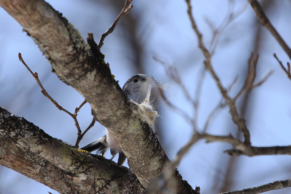 アファンの森の今 春の訪れを待つ森