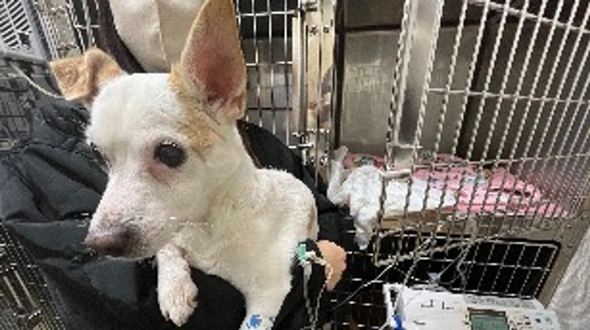 保護犬の手術後の経過