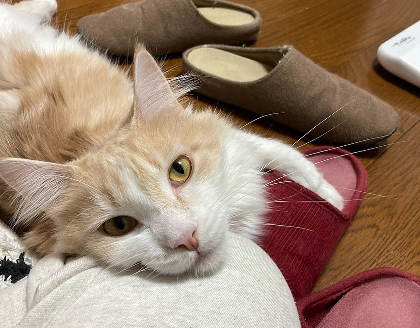 10/20ルイの様子