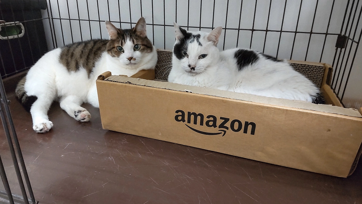 🔹慢性腎臓病の小太郎についてのご報告🔹