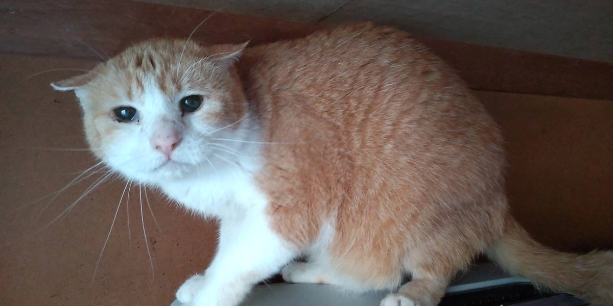 全頭数についてのご報告と 命の証