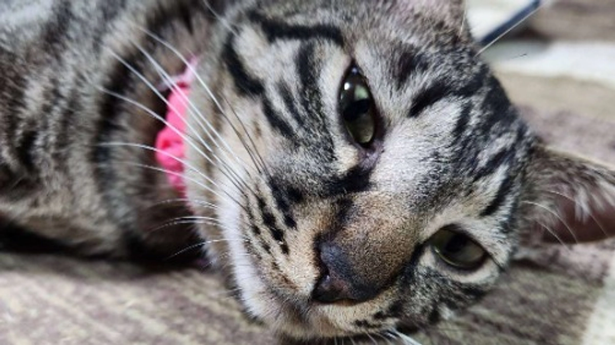 楓日記(11月12日)経過観察５１日目🍀