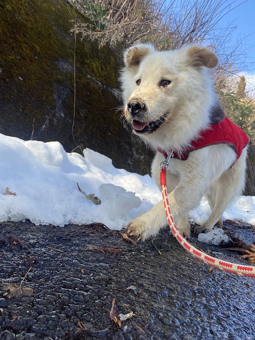 皆さまへのお礼と最後のお願いです。（残り３日）
