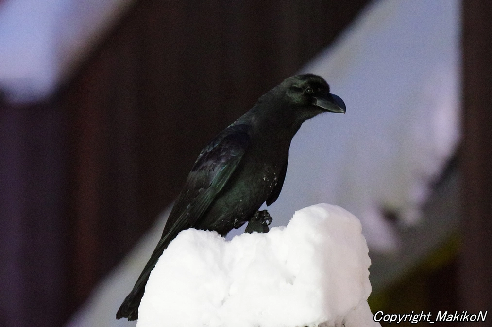 新規継続寄付「NPO法人札幌カラス研究会の活動費を維持したい」がスタートいたします