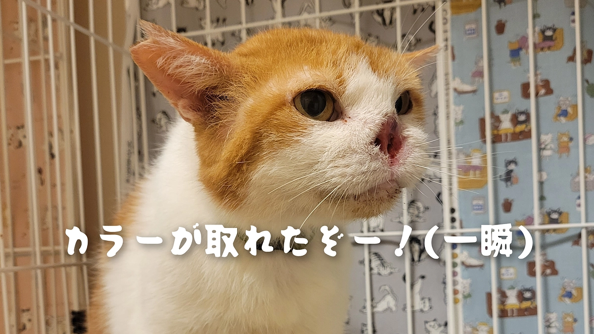 茶々丸カラーが取れる（一瞬だけ）