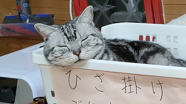 猫ファーストな猫カフェの経営維持にご支援を！