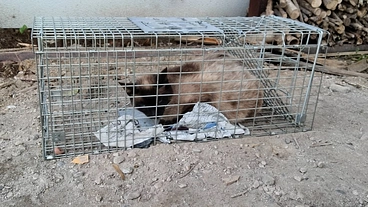 人里離れた田園地域のママ猫たちのTNR推進と保護支援のお願い のトップ画像