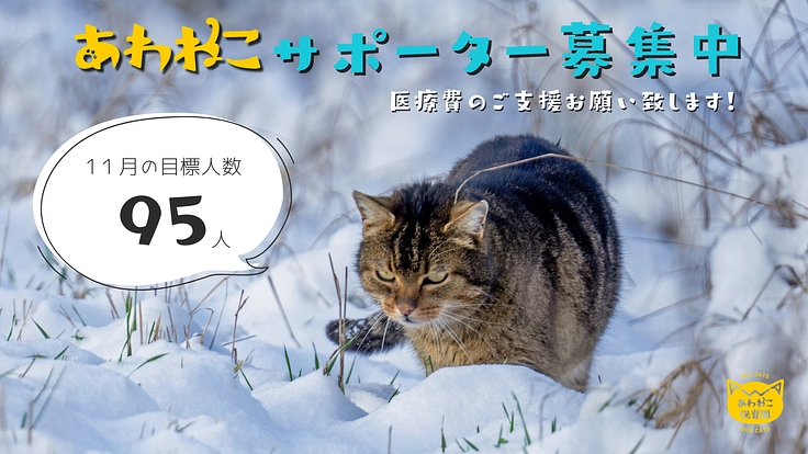 あわねこサポーター　～保護猫園児の医療費のご支援を～