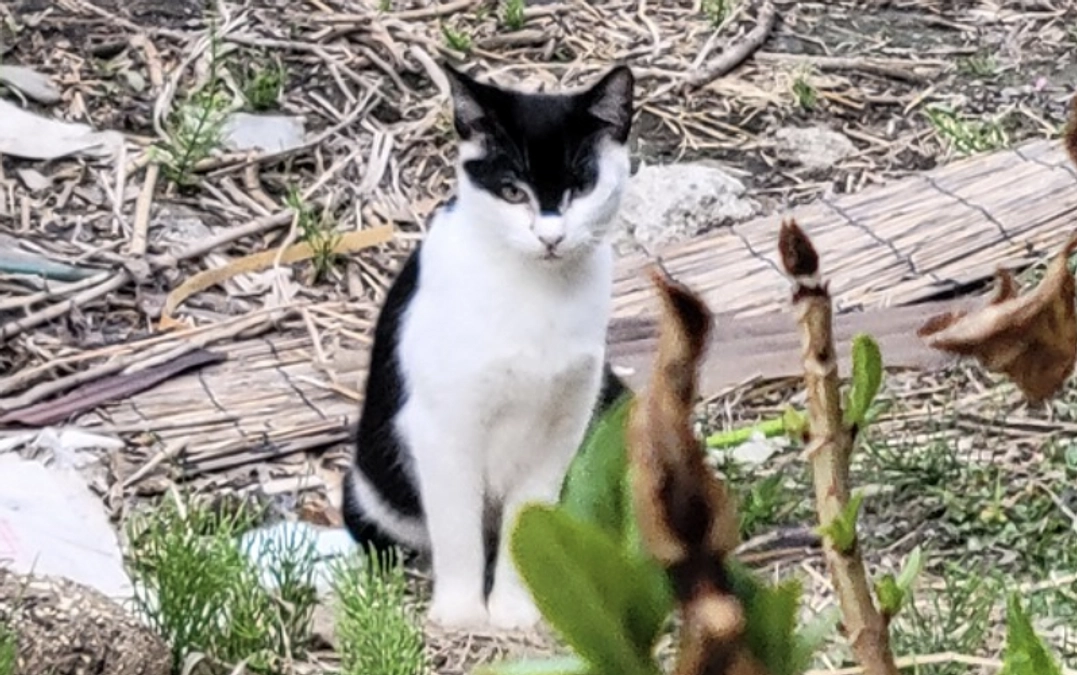 【あと5日！】相次ぐ猫の相談