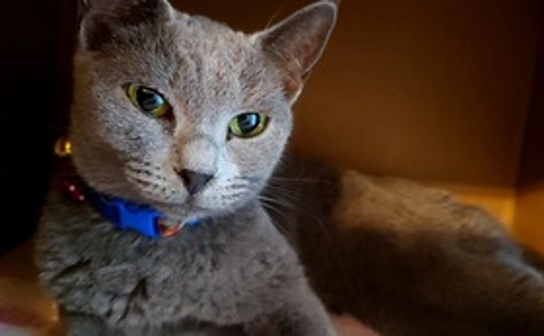 りんご応援　1,000円