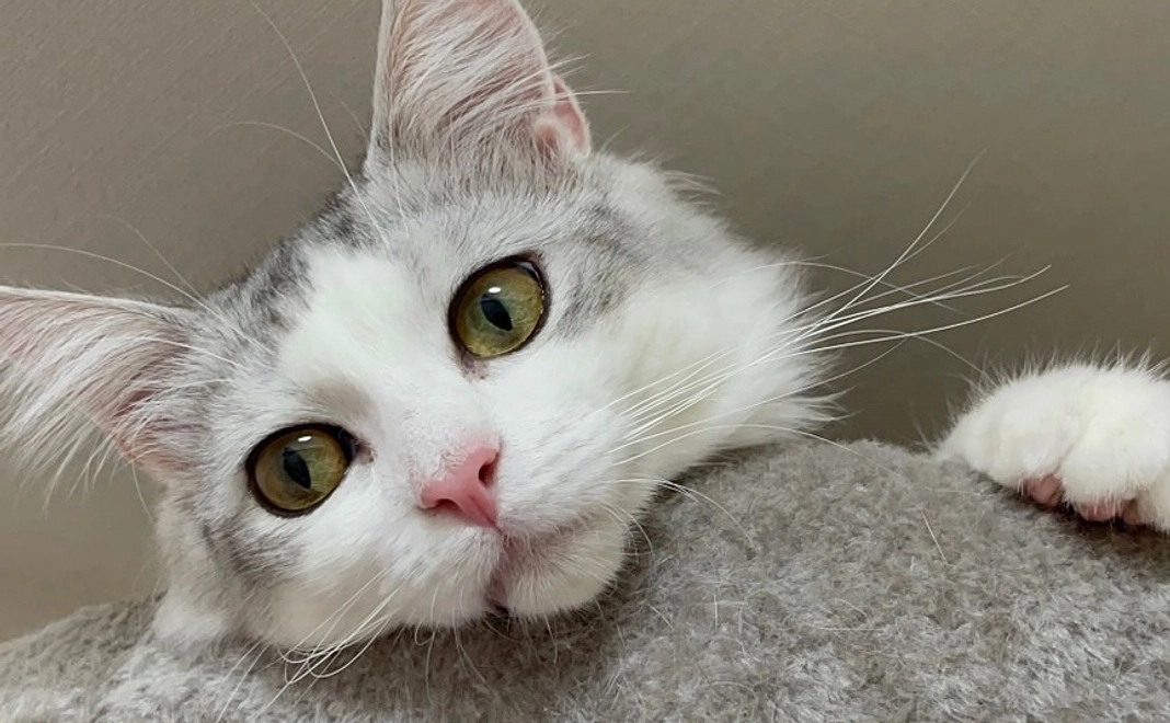 レオちゃんへのご支援1