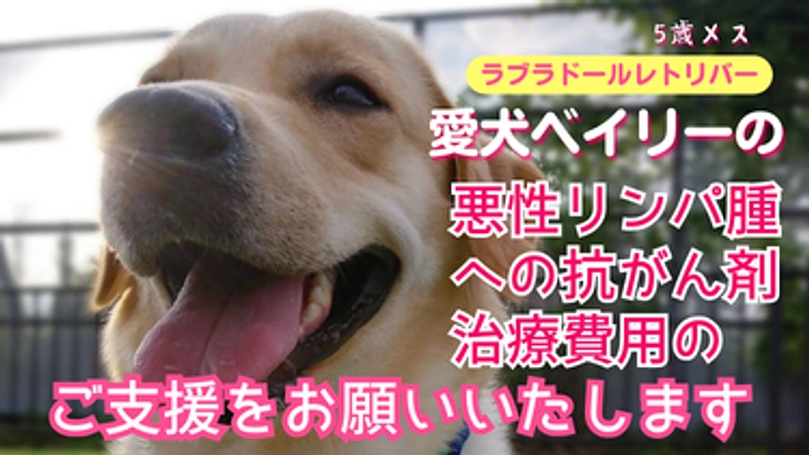 ラブラドールレトリバーの愛犬ベイリーの抗がん剤治療