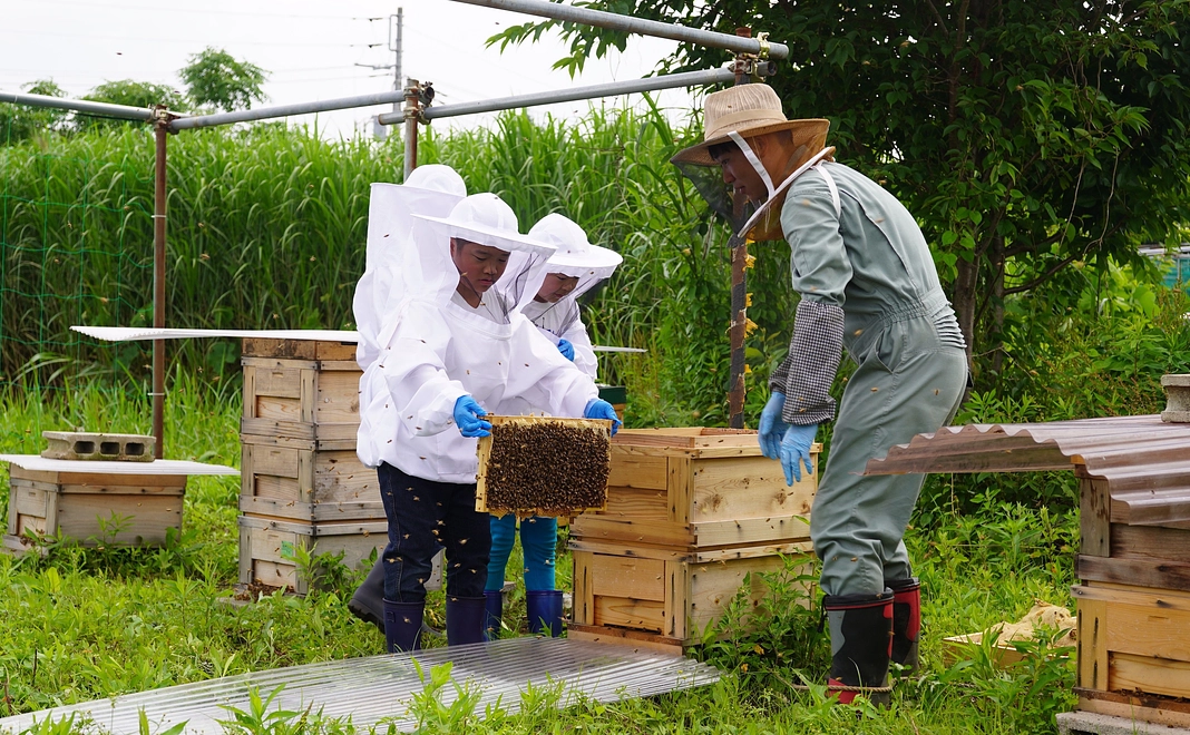 養蜂体験コース
