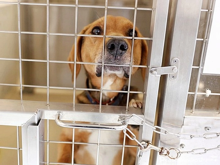 咬み犬も野犬も病気の子も。どの子も幸せな第2の犬生へ